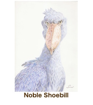 noble Shoebill